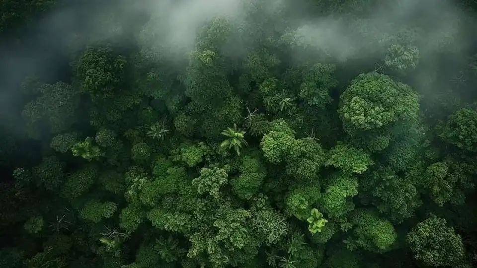 Une forêt tropicale vue du ciel, dense et verte, sous la brume.